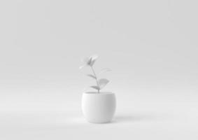 White Tree pot in white background. minimal concept idea creative. monochrome. 3D render. photo