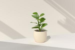 Tree pot in white background. minimal concept idea creative. 3D render. photo