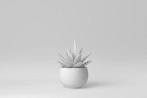 Indoor small plant in a pot on white background. minimal concept. 3D render. photo