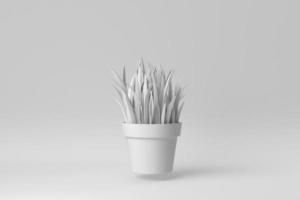 Indoor small plant in a pot on white background. minimal concept. 3D render. photo