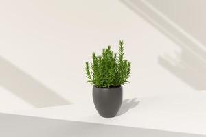 Tree pot in white background. minimal concept idea creative. 3D render. photo