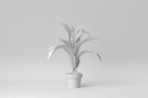 Beautiful indoor plants on white background. minimal concept. 3D render. photo