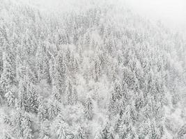 toma aérea del bosque en invierno foto