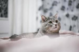 un noble gato orgulloso yace en el sofá. scottish fold shorthair con pelaje blanco y gris, con derechos de autor para su texto personalizado. foto