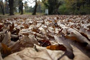 Fallen leaves in the deep forest. Dried leaves in forest ground. Autumn in the forest. beautiful forest and landscape. photo