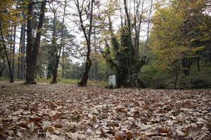 Fallen leaves in the deep forest. Dried leaves in forest ground. Autumn in the forest. beautiful forest and landscape. photo