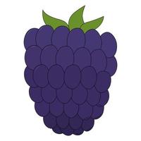 Vector illustration of blackberry. Berry in cartoon style isolated on white background. Source of vitamin C