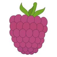 Vector illustration of raspberry. Berry in cartoon style isolated on white background. Source of vitamin C