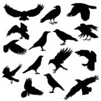 flock of raven and crow birds vector