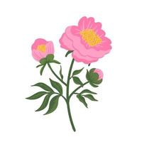 Pink peony flower. Floral element isolated on white. Hand drawn vector botanical illustration for wedding invitation, patterns, wallpapers, fabric, wrapping