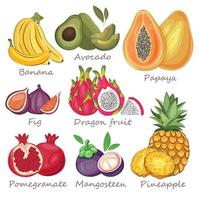 frutas tropicales. cocina vegana con aguacate vectorial dibujado a mano, fruta de dragón, papaya, piña, plátano, granada, mangostán, higo, fruta orgánica o comida vegetariana. vector