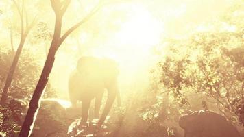 visão em câmera lenta do elefante na luz do sol