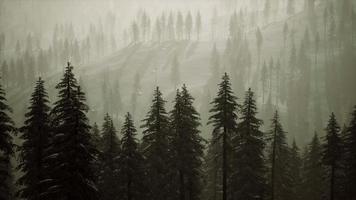 8k winter snow covered cone trees on mountainside video