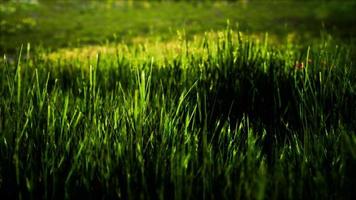 campo com grama verde e flores silvestres ao pôr do sol video