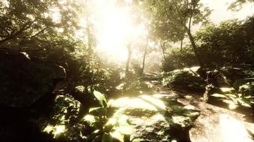 hyperlapse of tropic rainforest jungle with fog and sun rays photo