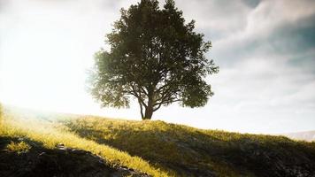 Spring field wit lone tree photo