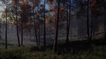 moon light over the spruce trees of magic mystery night forest photo