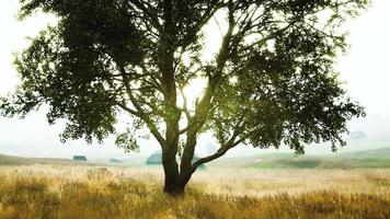 árbol de otoño oscuro y el campo de hierba amarilla foto