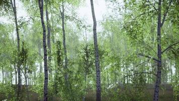 birch grove on a sunny summer day landscape photo