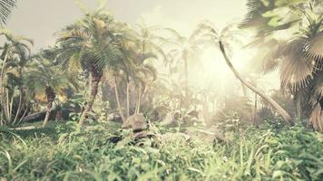 misty rainforest and bright sun beams through trees branches photo