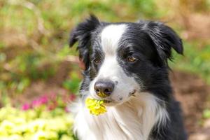 retrato al aire libre de un lindo cachorro border collie sentado en el fondo del jardín sosteniendo flores amarillas en la boca. perrito con cara graciosa en el día de verano al aire libre. cuidado de mascotas y concepto de vida de animales divertidos. foto