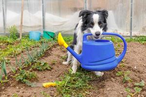 Outdoor portrait of cute smiling dog border collie holding watering can in mouth on garden background. Funny puppy as gardener fetching watering can for irrigation. Gardening and agriculture concept. photo