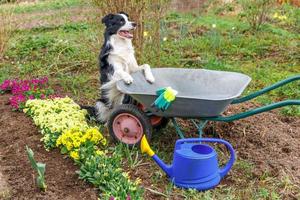 Outdoor portrait of cute dog border collie with wheelbarrow garden cart in garden background. Funny puppy dog as gardener ready to planting seedlings. Gardening and agriculture concept. photo