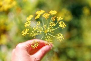 Gardening and agriculture concept. Female farm worker hand harvesting green fresh ripe organic dill in garden bed. Vegan vegetarian home grown food production. Woman farmer picking fragrant herb. photo