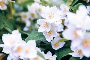 hermosas flores de jazmín blanco en primavera. fondo con arbusto de jazmín en flor. inspirador jardín o parque florido de primavera floral natural. diseño de arte floral. concepto de aromaterapia. foto