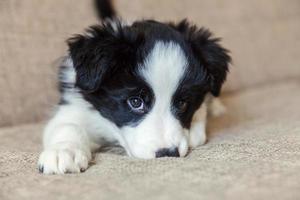 retrato divertido de un lindo cachorro sonriente collie fronterizo en casa foto