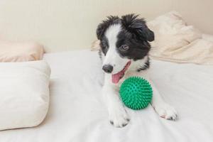 Funny portrait of cute puppy dog border collie lay on pillow blanket in bed and playing with green toy ball photo