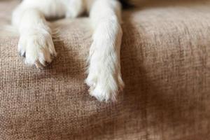 las patas del perro se cierran. divertido retrato de lindo cachorro sonriente border collie en el sofá. nuevo miembro encantador de la familia perrito en casa mirando y esperando. cuidado de mascotas y concepto de animales. foto