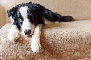 Funny portrait of cute smiling puppy dog border collie on couch. New lovely member of family little dog at home gazing and waiting. Pet care and animals concept. photo