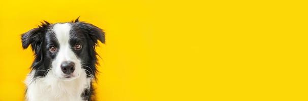 divertido retrato de estudio de lindo cachorro sonriente border collie aislado sobre fondo amarillo. nuevo miembro encantador de la familia perrito mirando y esperando recompensa. banner de concepto de cuidado de mascotas y animales foto