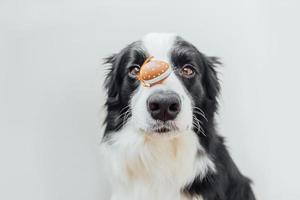 Happy Easter concept. Preparation for holiday. Cute puppy dog border collie holding Easter eggs on nose isolated on white background. Spring greeting card, postcard background banner on Easter. photo