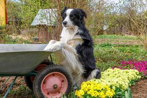 retrato al aire libre de lindo perro border collie con carro de jardín de carretilla en el fondo del jardín. perro cachorro divertido como jardinero listo para plantar plántulas. concepto de jardinería y agricultura. foto