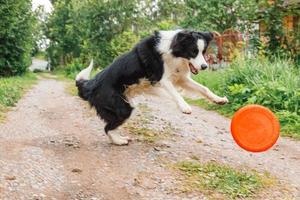 Outdoor portrait of cute funny puppy dog border collie catching toy in air. Dog playing with flying disk. Sports activity with dog in park outside. photo