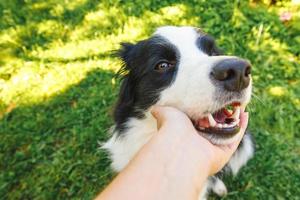 Woman hand stroking puppy dog border collie in summer garden or city park outdoor. Close up dog portrait. Owner playing with dog friend. Love for pets friendship support team concept. photo