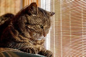 Funny portrait arrogant short-haired domestic tabby cat relaxing near window blinds at home indoors. Little kitten lovely member of family playing in house. Pet care health and animal concept. photo