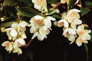 hermosas flores de jazmín blanco en primavera. fondo con arbusto de jazmín en flor. inspirador jardín o parque florido de primavera floral natural. diseño de arte floral. concepto de aromaterapia. foto