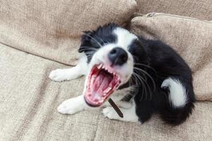 Funny portrait of cute smilling puppy dog border collie at home photo