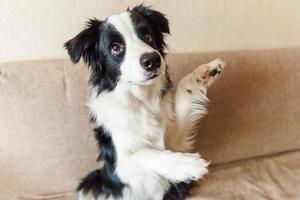 divertido retrato de lindo cachorro sonriente border collie en el sofá. nuevo miembro encantador de la familia perrito en casa mirando y esperando. cuidado de mascotas y concepto de animales. foto