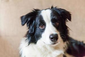 divertido retrato de lindo cachorro sonriente border collie en el sofá. nuevo miembro encantador de la familia perrito en casa mirando y esperando. cuidado de mascotas y concepto de animales. foto