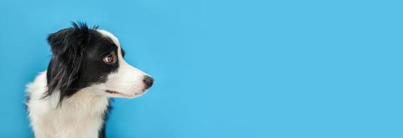 Funny studio portrait of cute smiling puppy dog border collie isolated on blue background. New lovely member of family little dog gazing and waiting for reward. Pet care and animals concept Banner photo