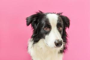 Funny studio portrait of cute smiling puppy dog border collie isolated on pink background. New lovely member of family little dog gazing and waiting for reward. Pet care and animals concept photo