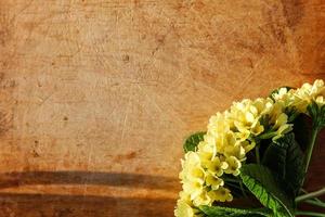 Easter concept. Primrose Primula with yellow flowers on scratched wooden table with morning shadows. Inspirational natural floral spring or summer blooming background. Flat lay top view copy space. photo