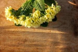 Easter concept. Primrose Primula with yellow flowers on scratched wooden table with morning shadows. Inspirational natural floral spring or summer blooming background. Flat lay top view copy space. photo