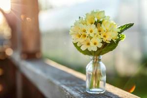 Easter concept. Bouquet of Primrose Primula with yellow flowers in glass vase under soft sunlight and blurred backdrop. Inspirational natural floral spring or summer blooming background. Copy space. photo