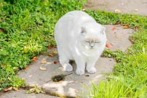 Funny short-haired domestic white kitten sneaking through green gerass backyard background. British cat walking outdoors in garden on summer day. Pet care health and animals concept. photo