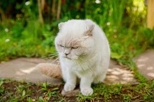 Gracioso gatito blanco doméstico de pelo corto escabulléndose a través del fondo del patio trasero de gerass verde. gato británico caminando al aire libre en el jardín el día de verano. concepto de salud y animales para el cuidado de mascotas. foto